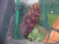 /album/ancistrus-sp-l59/a-sp-l59-02-jpg/